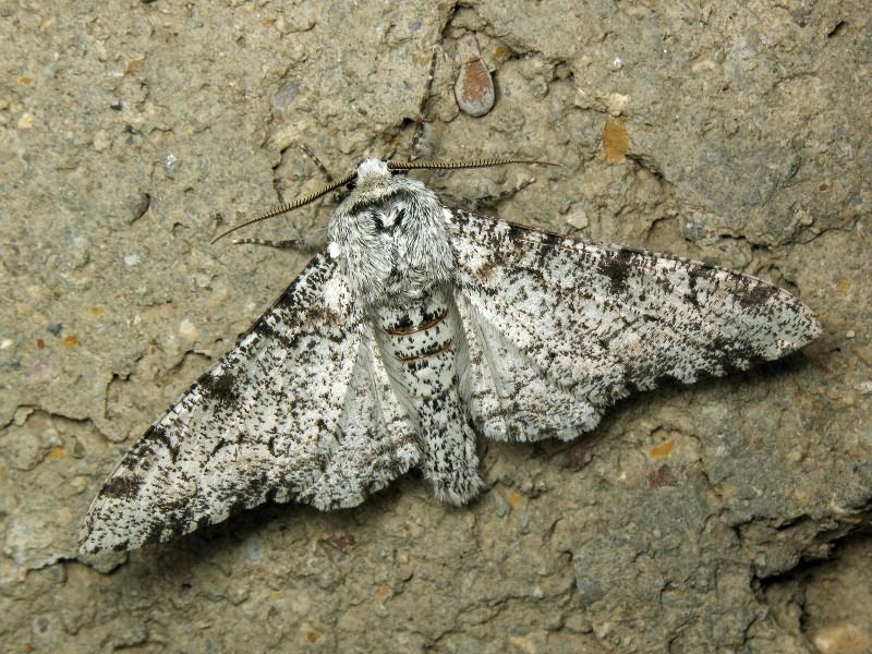 Biston betularia (Linnaeus, 1758)